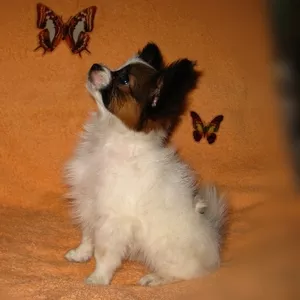 Папильон,  собака-бабочка