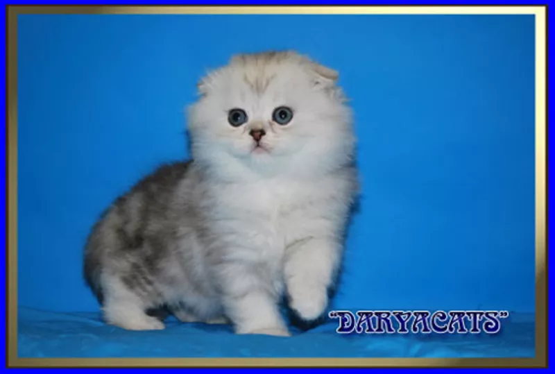 Британские котята серебристых окрасов из питомника Daryacats  2