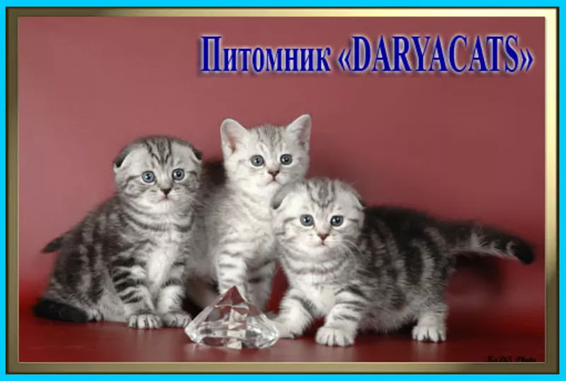 Британские котята серебристых окрасов из питомника Daryacats 